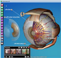 3D Software, 3D Science, 3D Biology, 3D Frog, 3d Human Body